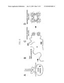 BINARY DEOXYRIBOZYME PROBES FOR NUCLEIC ACID ANALYSIS diagram and image