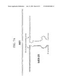 BINARY DEOXYRIBOZYME PROBES FOR NUCLEIC ACID ANALYSIS diagram and image