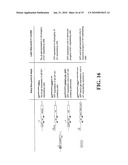 Identification and Isolation of Adult Stem Cells and Related Methods of Use diagram and image