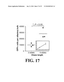 Identification and Isolation of Adult Stem Cells and Related Methods of Use diagram and image