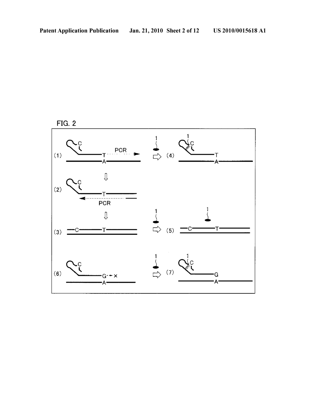 DNA FRAGMENT USED AS ATTACHED TO 5' END OF PRIMER USED IN NUCLEIC ACID AMPLIFICATION REACTION AND USE OF DNA FRAGMENT - diagram, schematic, and image 03