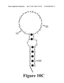 MOLECULAR BEACON-BASED METHODS FOR DETECTION OF TARGETS USING ABSCRIPTION diagram and image