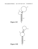 MOLECULAR BEACON-BASED METHODS FOR DETECTION OF TARGETS USING ABSCRIPTION diagram and image