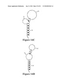 MOLECULAR BEACON-BASED METHODS FOR DETECTION OF TARGETS USING ABSCRIPTION diagram and image