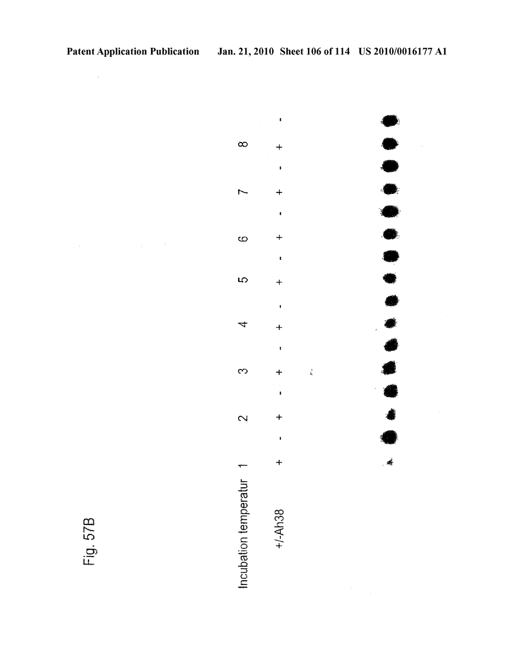 TEMPLATED MOLECULES AND METHODS FOR USING SUCH MOLECULES - diagram, schematic, and image 107