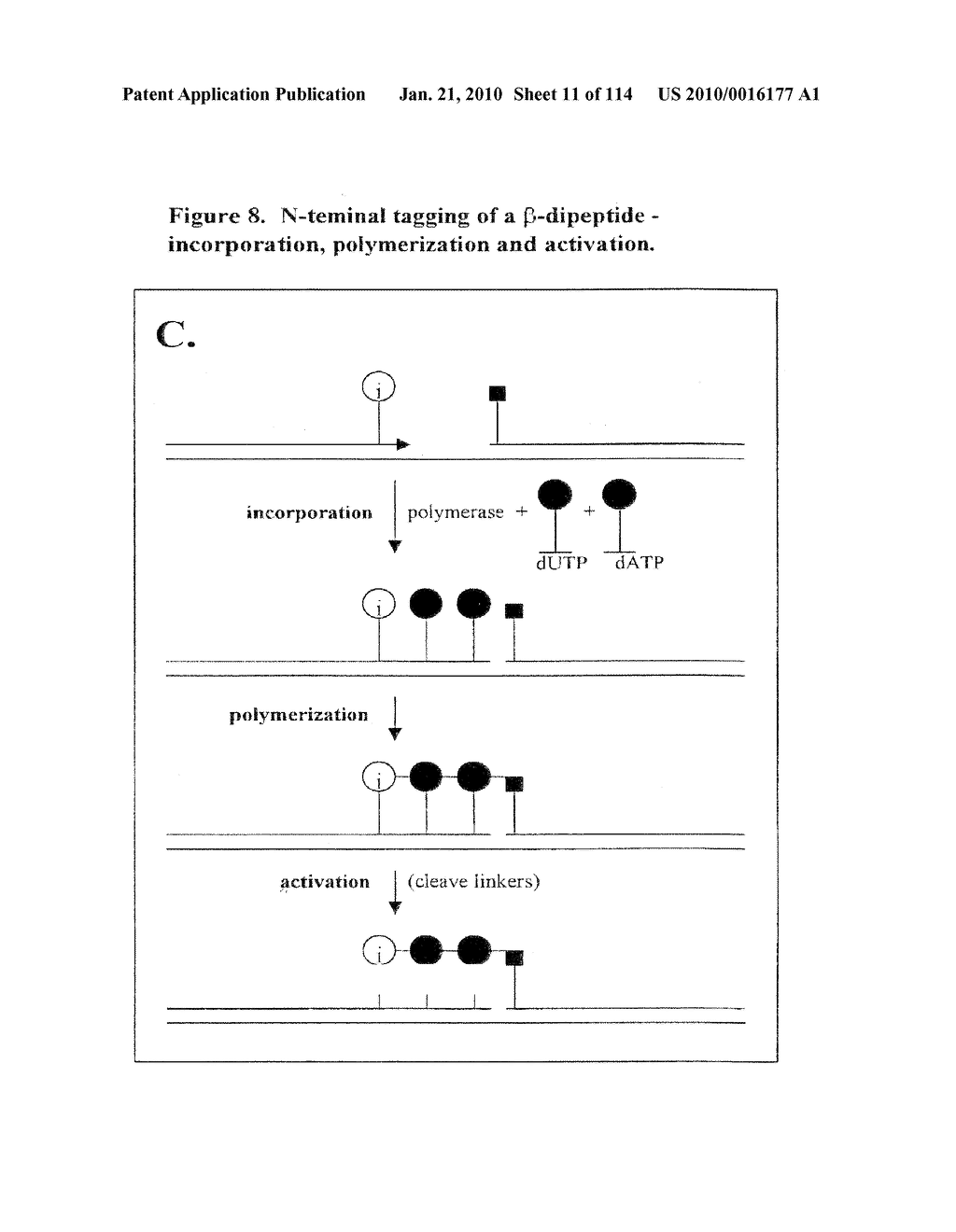 TEMPLATED MOLECULES AND METHODS FOR USING SUCH MOLECULES - diagram, schematic, and image 12