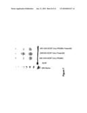 DERIVATISATION OF GRANULOCYTE COLONY-STIMULATING FACTOR diagram and image