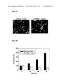 NOVEL AGENT FOR INDUCING APOPTOSIS COMPRISING MSX1 OR A GENE ENCODING THE SAME AS AN ACTIVE INGREDIENT diagram and image