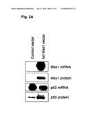 NOVEL AGENT FOR INDUCING APOPTOSIS COMPRISING MSX1 OR A GENE ENCODING THE SAME AS AN ACTIVE INGREDIENT diagram and image