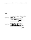 NOVEL AGENT FOR INDUCING APOPTOSIS COMPRISING MSX1 OR A GENE ENCODING THE SAME AS AN ACTIVE INGREDIENT diagram and image