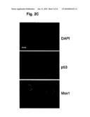 NOVEL AGENT FOR INDUCING APOPTOSIS COMPRISING MSX1 OR A GENE ENCODING THE SAME AS AN ACTIVE INGREDIENT diagram and image