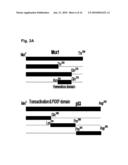 NOVEL AGENT FOR INDUCING APOPTOSIS COMPRISING MSX1 OR A GENE ENCODING THE SAME AS AN ACTIVE INGREDIENT diagram and image