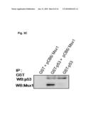 NOVEL AGENT FOR INDUCING APOPTOSIS COMPRISING MSX1 OR A GENE ENCODING THE SAME AS AN ACTIVE INGREDIENT diagram and image