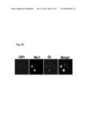 NOVEL AGENT FOR INDUCING APOPTOSIS COMPRISING MSX1 OR A GENE ENCODING THE SAME AS AN ACTIVE INGREDIENT diagram and image