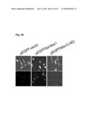 NOVEL AGENT FOR INDUCING APOPTOSIS COMPRISING MSX1 OR A GENE ENCODING THE SAME AS AN ACTIVE INGREDIENT diagram and image