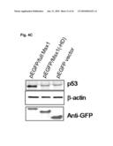 NOVEL AGENT FOR INDUCING APOPTOSIS COMPRISING MSX1 OR A GENE ENCODING THE SAME AS AN ACTIVE INGREDIENT diagram and image