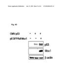 NOVEL AGENT FOR INDUCING APOPTOSIS COMPRISING MSX1 OR A GENE ENCODING THE SAME AS AN ACTIVE INGREDIENT diagram and image