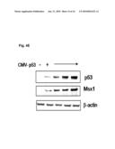 NOVEL AGENT FOR INDUCING APOPTOSIS COMPRISING MSX1 OR A GENE ENCODING THE SAME AS AN ACTIVE INGREDIENT diagram and image