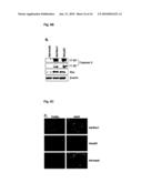 NOVEL AGENT FOR INDUCING APOPTOSIS COMPRISING MSX1 OR A GENE ENCODING THE SAME AS AN ACTIVE INGREDIENT diagram and image