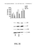 UNACYLATED GHRELIN AND ANALOGS AS THERAPEUTIC AGENTS FOR VASCULAR REMODELING IN DIABETIC PATIENTS AND TREATMENT OF CARDIOVASCULAR DISEASE diagram and image