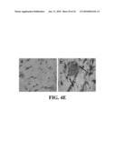 UNACYLATED GHRELIN AND ANALOGS AS THERAPEUTIC AGENTS FOR VASCULAR REMODELING IN DIABETIC PATIENTS AND TREATMENT OF CARDIOVASCULAR DISEASE diagram and image