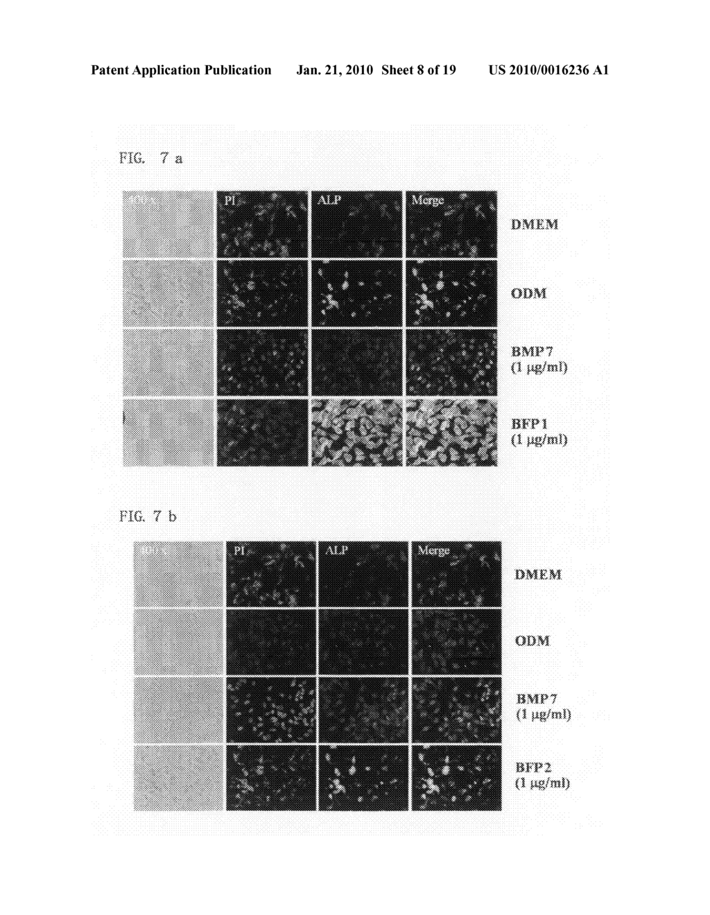 Osteogenic synthetic peptides, pharmaceutical compositions comprising the same, and medium containing the same - diagram, schematic, and image 09