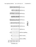 1,2,3,4-Tetrahydroisoquinoline Derivatives, Preparation Process therefor and Pharmaceutical Composition Containing the Same diagram and image