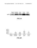 1,2,3,4-Tetrahydroisoquinoline Derivatives, Preparation Process therefor and Pharmaceutical Composition Containing the Same diagram and image