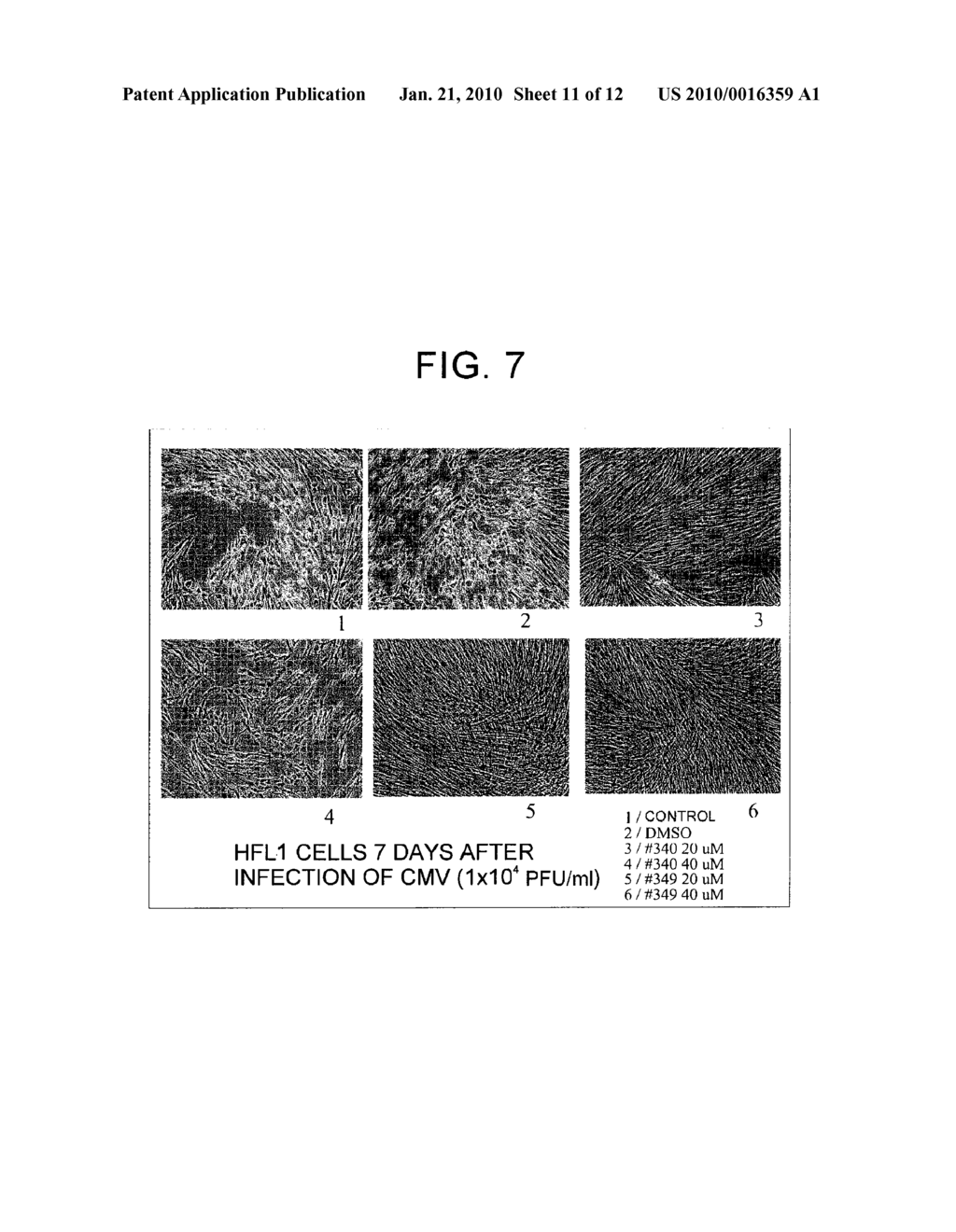 METHODS FOR CONTROLLING SR PROTEIN PHOSPHORYLATION, AND ANTIVIRAL AGENTS WHOSE ACTIVE INGREDIENTS COMPRISE AGENTS THAT CONTROL SR PROTEIN ACTIVITY - diagram, schematic, and image 12