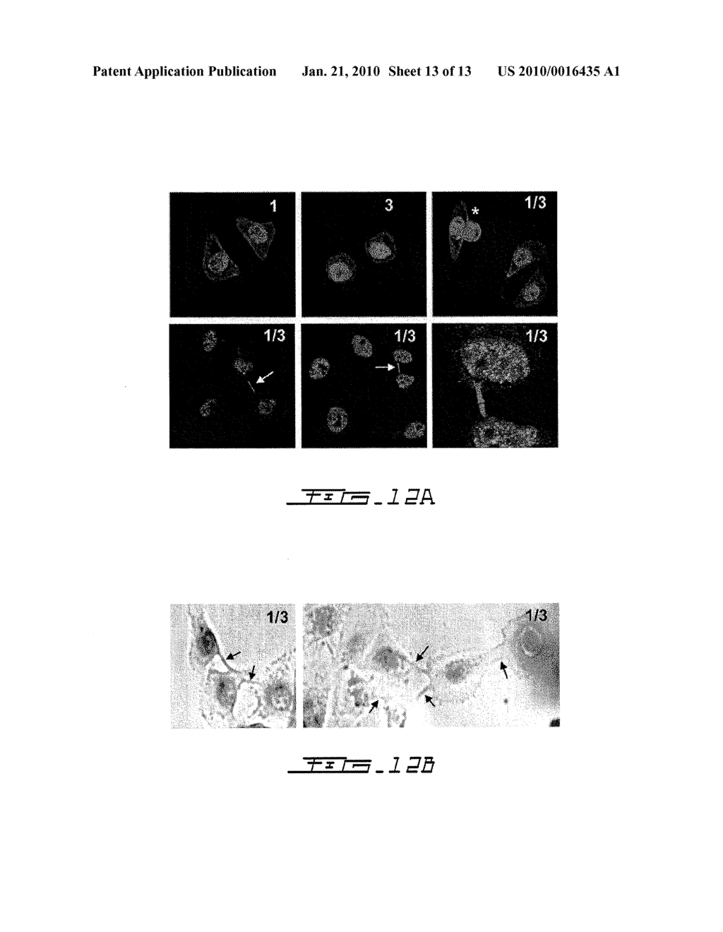 HYBRID MOLECULES HAVING MIXED VITAMIN D RECEPTOR AGONISM AND HISTONE DEACETYLASE INHIBITORY PROPERTIES - diagram, schematic, and image 14