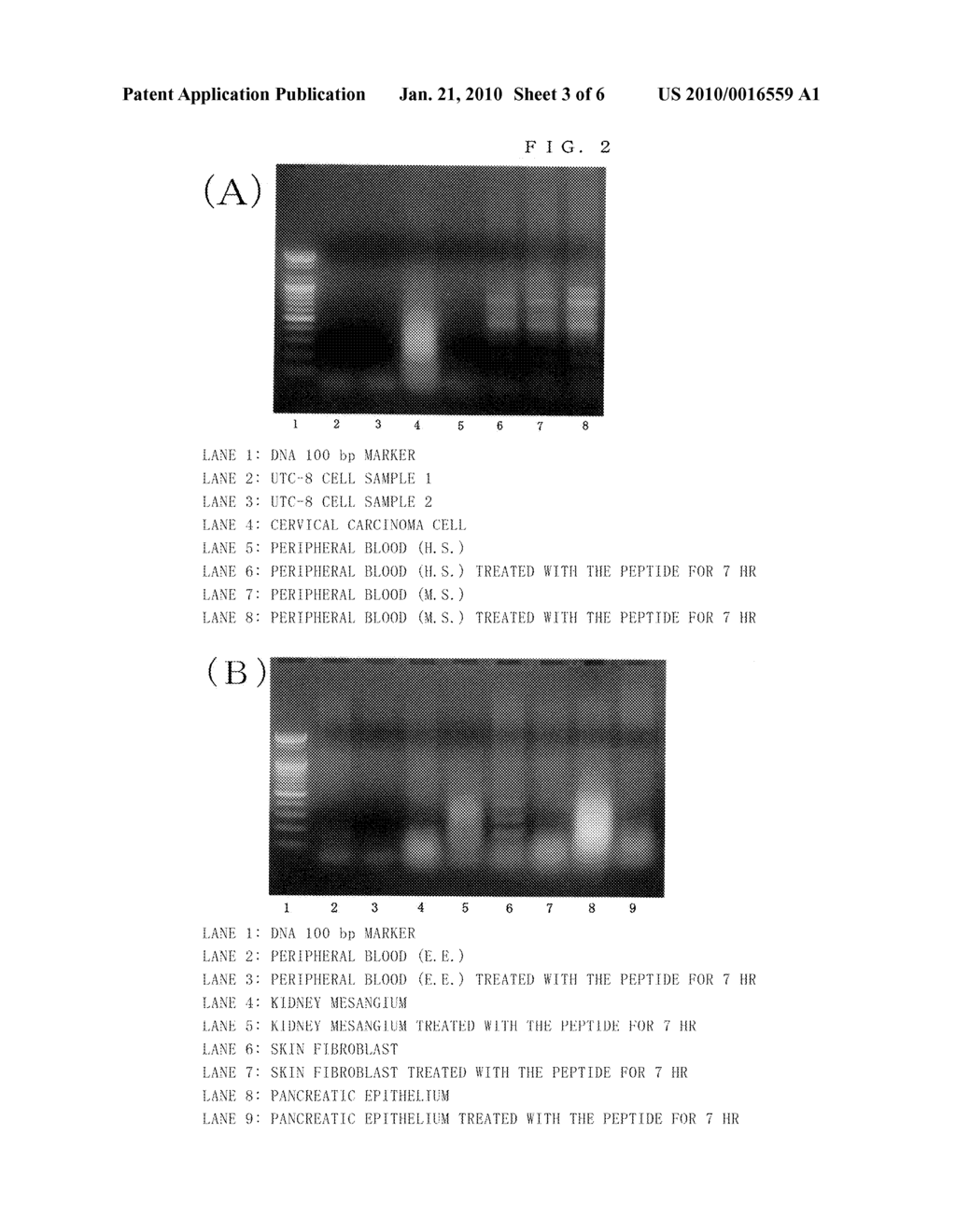 PEPTIDE HAVING ABILITY TO ACTIVATE CANCER-RELATED GENE - diagram, schematic, and image 04