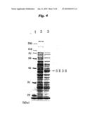 Antigenic polypeptide SE36 of malaria plasmodium, process for purification thereof, and vaccine and diagnostic agent using the antigen diagram and image