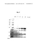 Antigenic polypeptide SE36 of malaria plasmodium, process for purification thereof, and vaccine and diagnostic agent using the antigen diagram and image