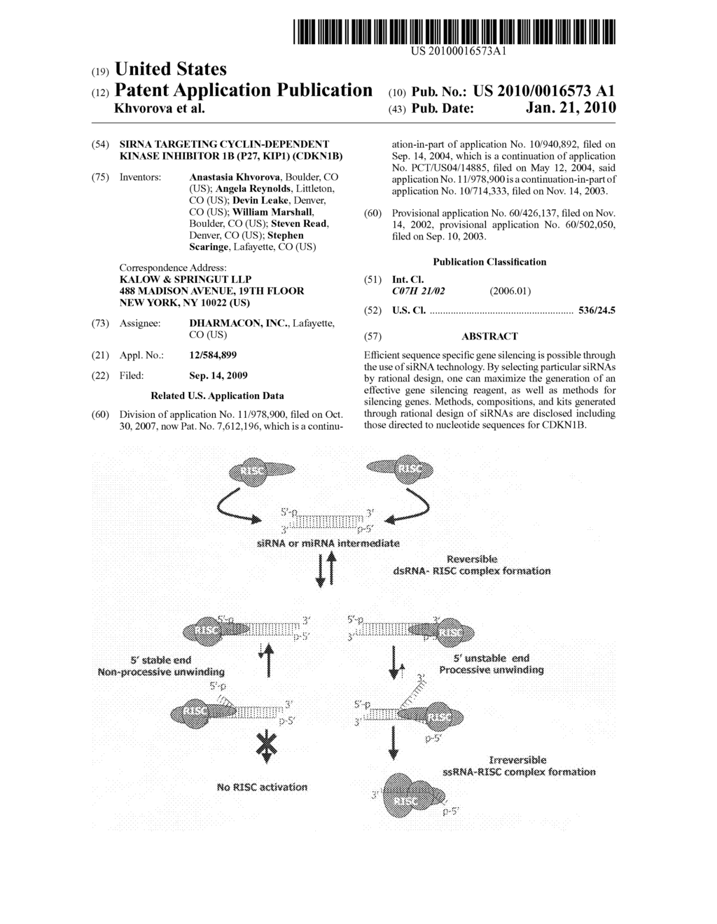 siRNA targeting cyclin-dependent kinase inhibitor 1B (p27, Kip1) (CDKN1B) - diagram, schematic, and image 01