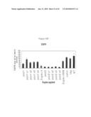 siRNA targeting cyclin-dependent kinase inhibitor 1B (p27, Kip1) (CDKN1B) diagram and image