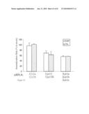 siRNA targeting cyclin-dependent kinase inhibitor 1B (p27, Kip1) (CDKN1B) diagram and image