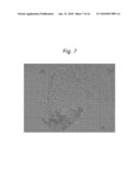 METHOD FOR THE ISOLATION OF PLURIPOTENT CELLS FROM A PRE-IMPLANTATION EMBRYO IN A CULTURE MEDIUM FREE FROM ANIMAL SERUM diagram and image