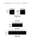 Prostate Epithelial Androgen Receptor Suppresses Prostate Growth and Tumor Invasion diagram and image