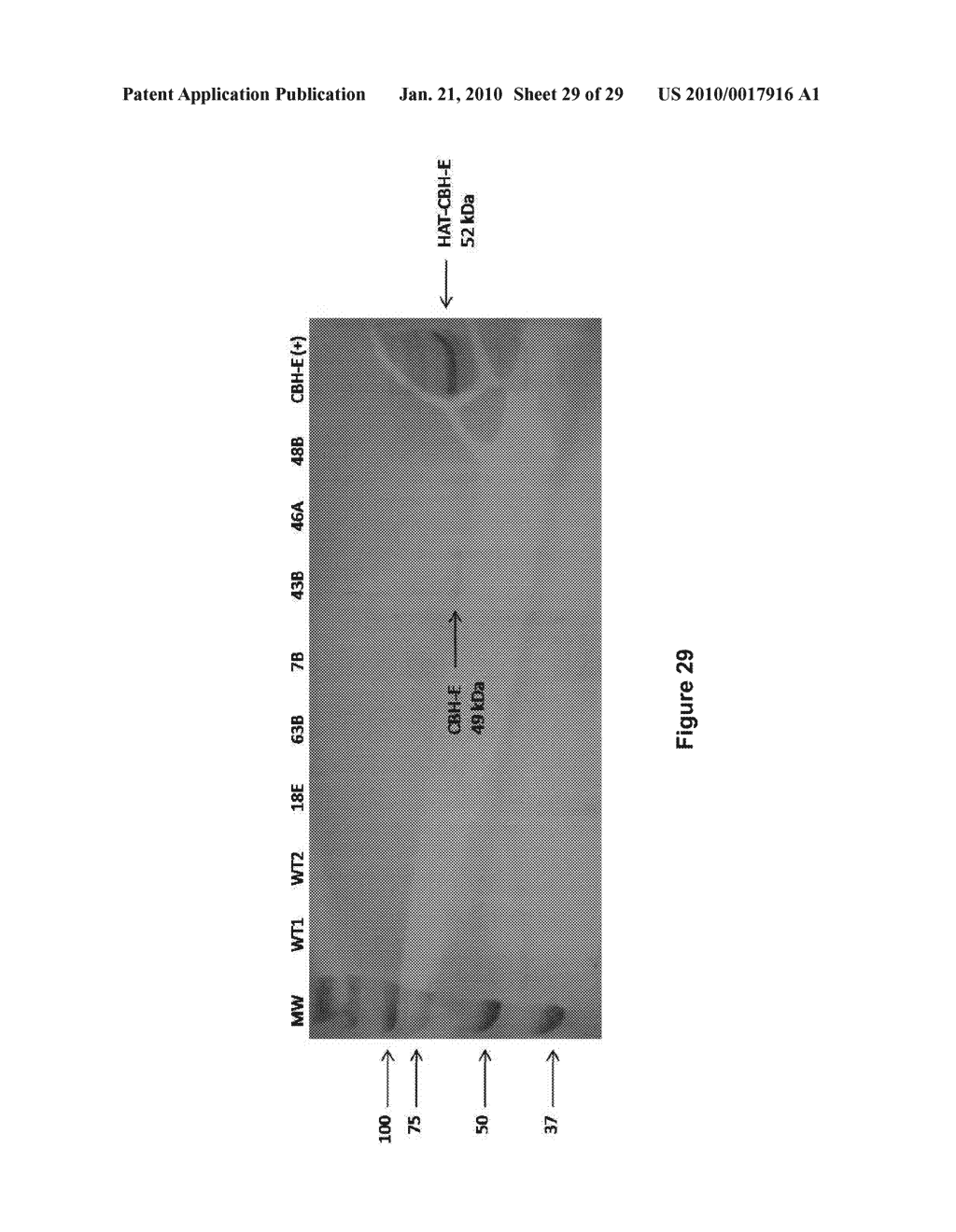 Systems for reducing biomass recalcitrance - diagram, schematic, and image 30