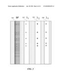 BLOOD AND CELL ANALYSIS USING AN IMAGING FLOW CYTOMETER diagram and image