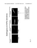 BETA-PEPTIDE LYOTROPIC LIQUID CRYSTALS AND METHODS OF MANUFACTURE AND USE THEREOF diagram and image