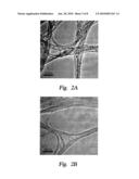 FACILE PURIFICATION OF CARBON NANOTUBES WITH LIQUID BROMINE AT ROOM TEMPERATURE diagram and image