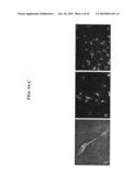 Isolated Oligodendrocyte-Like Cells and Populations Comprising Same for the Treatment of CNS Diseases diagram and image