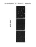 Isolated Oligodendrocyte-Like Cells and Populations Comprising Same for the Treatment of CNS Diseases diagram and image