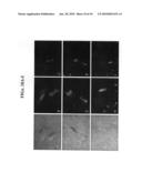 Isolated Oligodendrocyte-Like Cells and Populations Comprising Same for the Treatment of CNS Diseases diagram and image