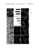 NEURAL STEM CELLS DERIVED FROM INDUCED PLURIPOTENT STEM CELLS diagram and image