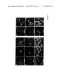 NEURAL STEM CELLS DERIVED FROM INDUCED PLURIPOTENT STEM CELLS diagram and image