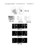 NEURAL STEM CELLS DERIVED FROM INDUCED PLURIPOTENT STEM CELLS diagram and image