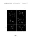 METHOD OF PREPARING LUNG ALVEOLAR EPITHELIAL TYPE II CELLS DERIVED FROM EMBRYONIC STEM CELLS diagram and image