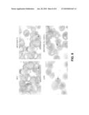 METHOD OF PREPARING LUNG ALVEOLAR EPITHELIAL TYPE II CELLS DERIVED FROM EMBRYONIC STEM CELLS diagram and image